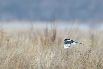 Wall Mural - View of a bird flying in the air in a field