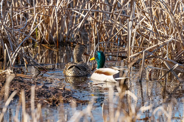 Wall Mural - Male and female Mallard ducks in marsh lands