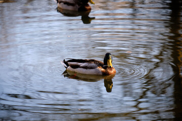 Sticker - Beautiful view of two Mallard ducks swimming in the shiny water