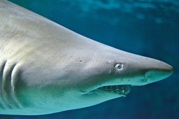 Wall Mural - Closeup of a shark under the sea