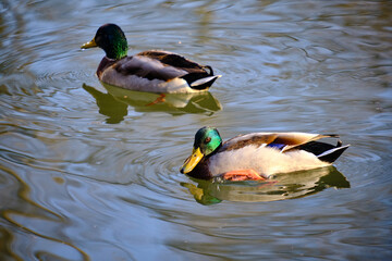 Sticker - Beautiful view of two Mallard ducks swimming in the shiny water