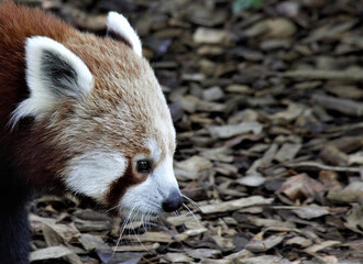 Poster - Portrait of a red panda