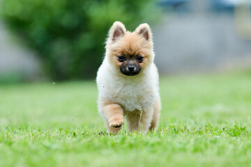 Poster - Selective focus of a cute pomeranian spitz dog walking on the grass in the park