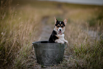 Canvas Print - Beautiful puppy in a bucket in a field