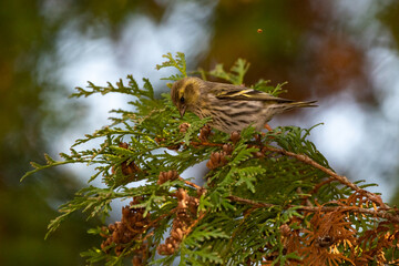 Poster - Closeup of a small bird sitting on a tree branch