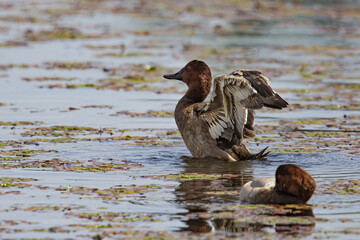 Poster - Closeup of a bird swimming in the water