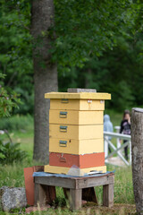 Wall Mural - Hives in the apiary with bees flying to the landing boards