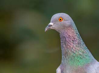 Canvas Print - A pigeon looking with curiosity