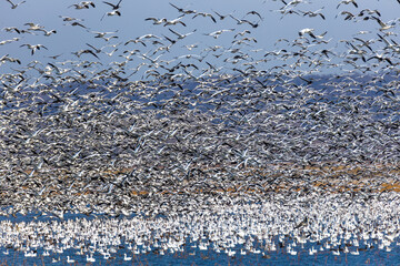 Poster - Scenic view of a migration of black and white cranes on a background of the sea