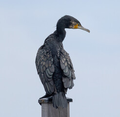 Sticker - Vertical shot of a double-crested cormorant (Nannopterum auritum) against the clear sky