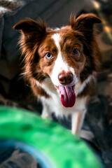 Canvas Print - Closeup of an adorable Border Collie