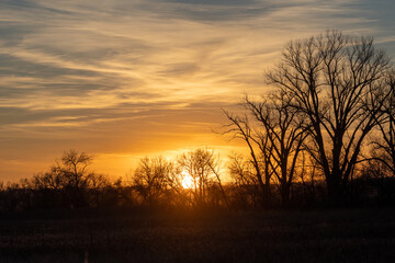 Poster - Scenic view of a sunset on a foreground of silhouettes of leafless tress