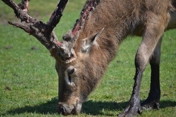 Wall Mural - Closeup shot of a grazing deer with damaged antlers