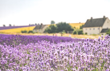 Beautiful View Of The Cotswolds Lavender Fields At Snowshill, Gloucestershire
