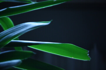 Wall Mural - Closeup of green big leaves