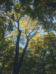 Wall Mural - vertical shot of dense trees with thin trunks under the sunny sky