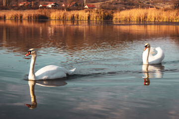 Poster - Selective of swans wading in a lake