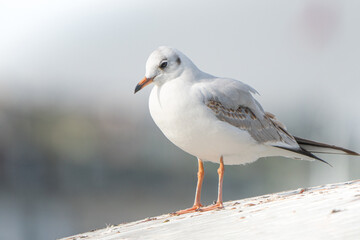 Poster - Closeup of a seagull on a blurred background