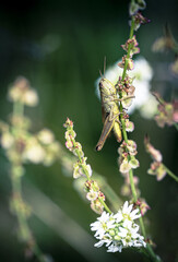 Poster - Vertical shot of a grasshopper on a plant