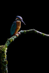 Sticker - Vertical shot of a kingfisher perched on a tree branch with a dark blurry background