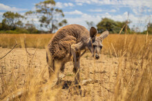 Kangaroo Scratching Its Legs Amongst The Tall Dry Grass