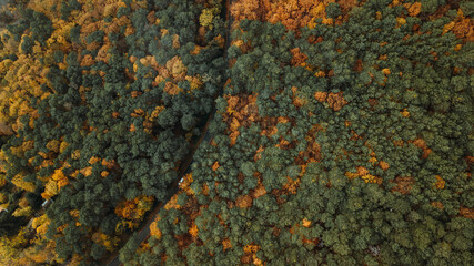 Sticker - Aerial view of a route through an autumnal forest