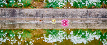 Blooming White And Pink Water Lilies Reflected On A Water Surface