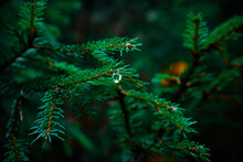 Selective Shot Of Small Water Droplet On A Pine Tree Branch With Blurred Green Background