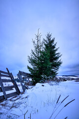 Canvas Print - Vertical shot of a winter landscape with lonely pine trees with snow at the bottom