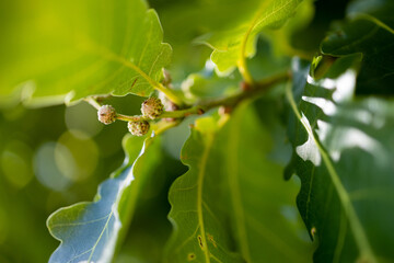 Canvas Print - Beautiful close-up shot  of oak leaves waving in the sunlight