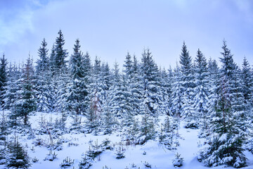 Poster - Beautiful view of pine trees covered in snow in the forest