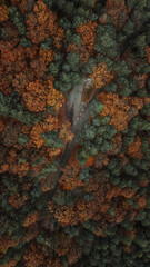 Poster - Aerial view of a route through an autumnal forest