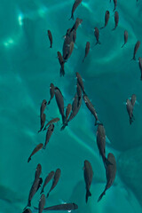 Poster - Vertical shot of dolphins swimming in the water