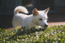 Closeup Shot Of A Kishu Dog Breed Standing Near The Green Bush On A Blurred Background
