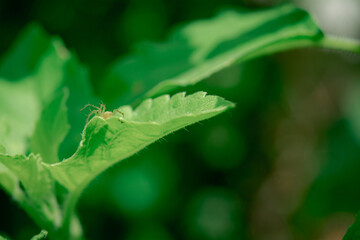 Poster - Close-up shot of a small spider on a green leaf on a blurred background in the garden