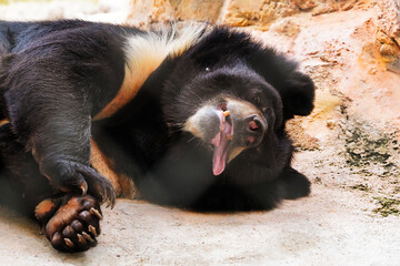 Wall Mural - View of the bear relaxing in its habitat