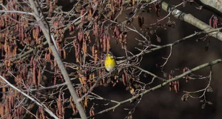 Sticker - Small yellow bird on an autumn tree