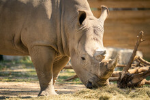 Closeup Of A Rhino Eating Grass