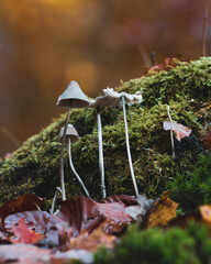 Canvas Print - Vertical shot of growing fungus mushrooms in a forest