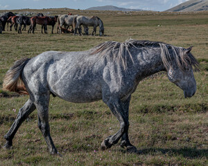 Wall Mural - Closeup of the gray wild horse walking in the meadow.