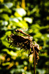 Canvas Print - Selective focus of a dragonfly on a dried plant in the forest  in Bavaria