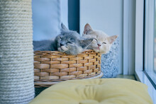 Two Tired Kittens Napping In Wicker Basket