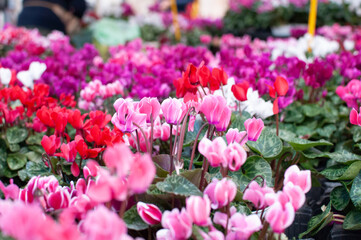 Poster - Pink, red, and purple cyclamen flowers