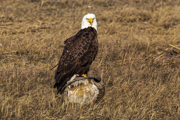 Sticker - Southern Bald Eagle standing on the log in the field