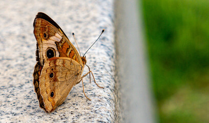 Sticker - Closeup shot of a buckeye butterfly on a stone surface