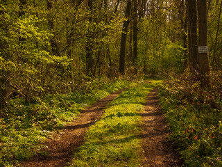 Wall Mural - Forest path under the sunshine