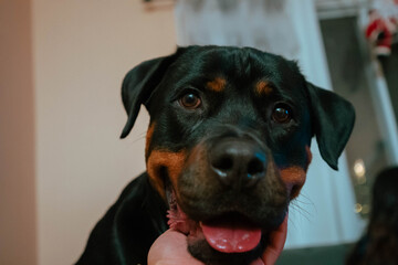 Poster - Close-up shot of a face of a rottweiler dog while his owner petting it