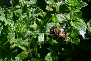 Poster - Closeup of a bee sitting on a green leaf