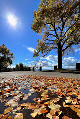 Wall Mural - closeup of autumn leaves on water in a park