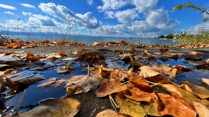 Wall Mural - closeup of autumn leaves on water in a park